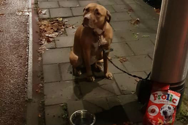 Onderzoek wijst uit: dit zijn de slimste hondenrassen! Hoe slim is jouw