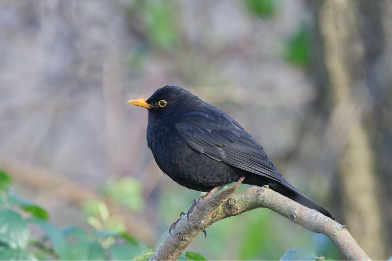 Op deze manier voorkom je dat er vogels tegen je