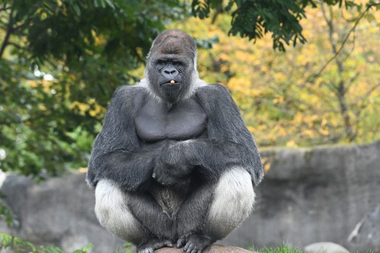 Groep apen in Blijdorp hebben moeite met dood Bokito