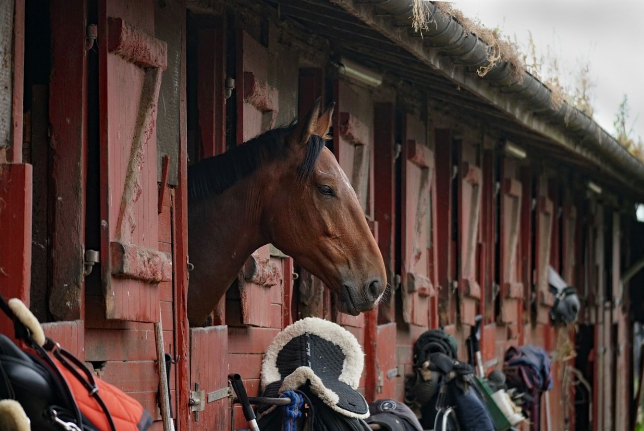 Dierenwelzijn opgenomen in Belgische grondwet